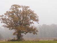 Eiche mit Herbstlaub im Nebel am Feld - Übersee Heinrichswinkel